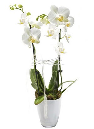2 dall beyaz seramik beyaz orkide sakss  Hatay iek siparii vermek 