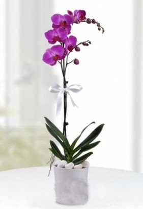 Tek dall saksda mor orkide iei  Hatay kaliteli taze ve ucuz iekler 
