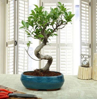 Amazing Bonsai Ficus S thal  Hatay gvenli kaliteli hzl iek 