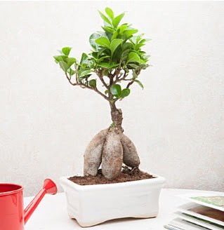 Exotic Ficus Bonsai ginseng  Hatay iek , ieki , iekilik 