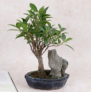 Japon aac Evergreen Ficus Bonsai  Hatay iek siparii vermek 