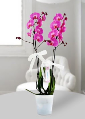 Çift dallı mor orkide  Hatay kaliteli taze ve ucuz çiçekler 