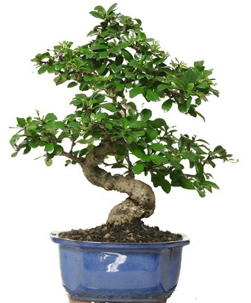 21 ile 25 cm arası özel S bonsai japon ağacı  Hatay cicekciler , cicek siparisi 