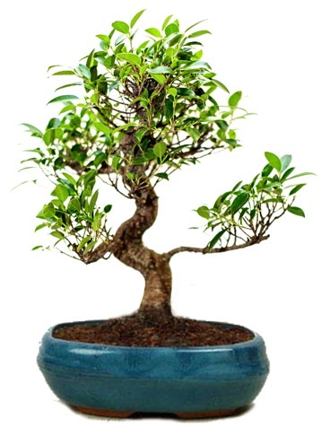 25 cm ile 30 cm aralığında Ficus S bonsai  Hatay çiçek siparişi vermek 