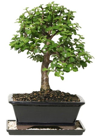 15 cm civar Zerkova bonsai bitkisi  Hatay iek servisi , ieki adresleri 