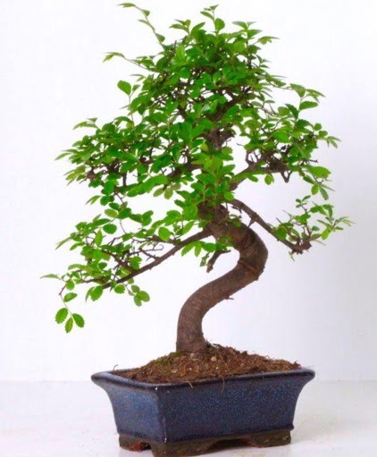 S gvdeli bonsai minyatr aa japon aac  Hatay iek siparii vermek 