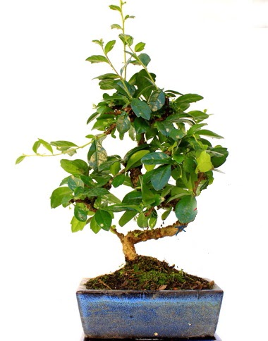 S gvdeli carmina bonsai aac  Hatay online iek gnderme sipari  Minyatr aa