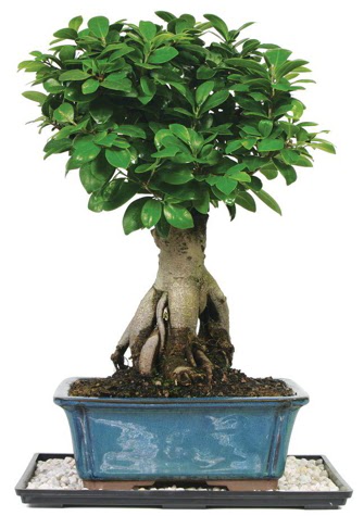Bonsai Ginsing Grafted Ficus Bonsai  Hatay online iek gnderme sipari 