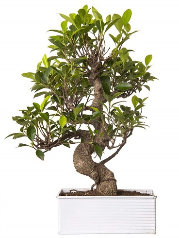 Exotic Green S Gvde 6 Year Ficus Bonsai  Hatay iek siparii vermek 