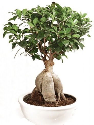 Ginseng bonsai japon aac ficus ginseng  Hatay internetten iek siparii 