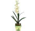 Özel Yapay Orkide Beyaz   Hatay internetten çiçek satışı 