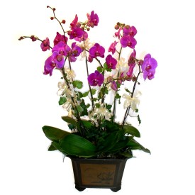  Hatay çiçek yolla , çiçek gönder , çiçekçi   4 adet orkide çiçegi