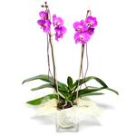  Hatay uluslararası çiçek gönderme  Cam yada mika vazo içerisinde  1 kök orkide