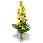  Hatay internetten çiçek siparişi  cam vazo içerisinde tek dal canli orkide