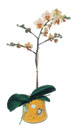  Hatay online çiçekçi , çiçek siparişi  Phalaenopsis Orkide ithal kalite