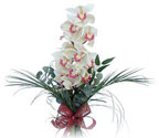  Hatay çiçek servisi , çiçekçi adresleri  Dal orkide ithal iyi kalite