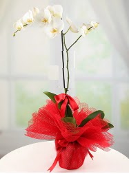 1 dal beyaz orkide saksı çiçeği  Hatay çiçek siparişi sitesi 