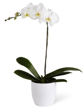 1 dallı beyaz orkide  Hatay çiçek yolla 