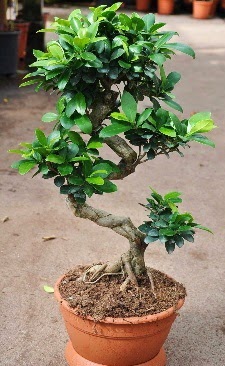 Orta boy bonsai saksı bitkisi  Hatay güvenli kaliteli hızlı çiçek 