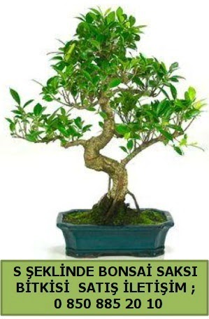 İthal S şeklinde dal eğriliği bonsai satışı  Hatay cicek , cicekci 