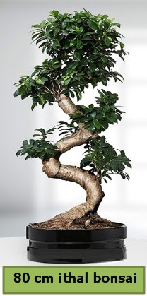 80 cm özel saksıda bonsai bitkisi  Hatay cicekciler , cicek siparisi 