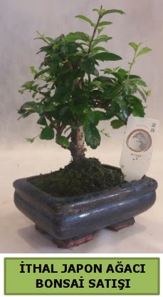İthal japon ağacı bonsai bitkisi satışı  Hatay cicekciler , cicek siparisi 