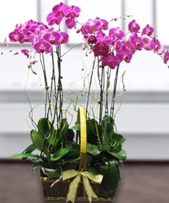 7 dallı mor lila orkide  Hatay çiçek siparişi vermek 