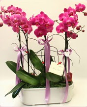 Beyaz seramik içerisinde 4 dallı orkide  Hatay anneler günü çiçek yolla 