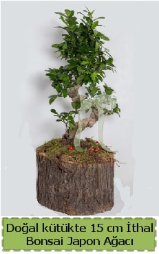 Doğal kütükte İthal bonsai japon ağacı  Hatay cicek , cicekci 
