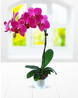 Tek dallı mor orkide  Hatay uluslararası çiçek gönderme 
