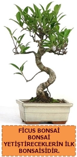 Ficus bonsai 15 ile 25 cm arasındadır  Hatay online çiçek gönderme sipariş 