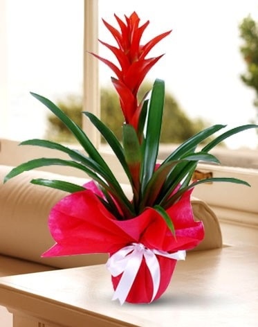 Guzmanya Saksı Çiçeği  Hatay online çiçek gönderme sipariş 