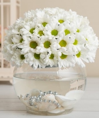 Fanusta beyaz Papatya  Hatay uluslararası çiçek gönderme 