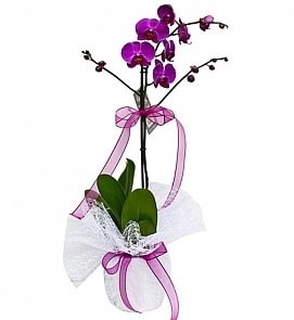 Tek dallı saksıda ithal mor orkide çiçeği  Hatay kaliteli taze ve ucuz çiçekler 