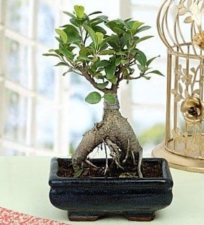 Appealing Ficus Ginseng Bonsai  Hatay çiçek gönderme 