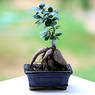 Marvellous Ficus Microcarpa ginseng bonsai  Hatay yurtiçi ve yurtdışı çiçek siparişi 