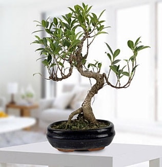 Gorgeous Ficus S shaped japon bonsai  Hatay çiçek siparişi sitesi 