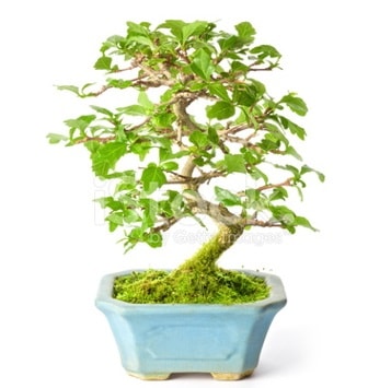 S zerkova bonsai kısa süreliğine  Hatay internetten çiçek siparişi 