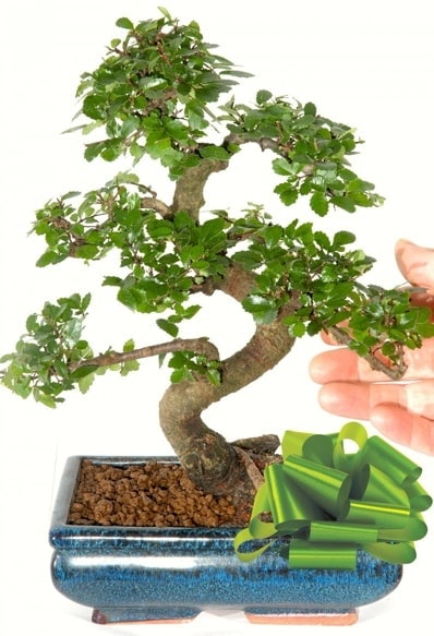 Yaklaşık 25 cm boyutlarında S bonsai  Hatay çiçek servisi , çiçekçi adresleri 