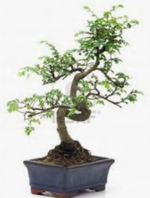 S gövde bonsai minyatür ağaç japon ağacı  Hatay uluslararası çiçek gönderme 