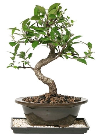 Altın kalite Ficus S bonsai  Hatay cicekciler , cicek siparisi  Süper Kalite